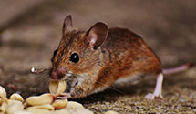 24 Hour & Emergency Exterminators in Jersey Shore, PA